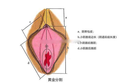 陕西省人民医院（医疗美容科）收费价格表：