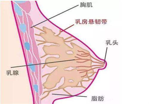 二、沈阳百嘉丽整形鼻部项目价格分析