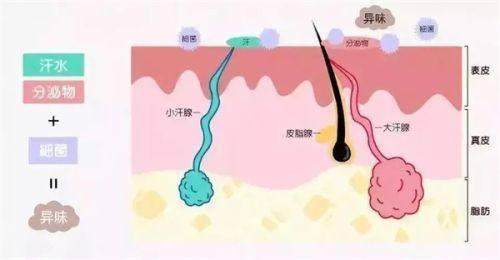 深圳广和医疗美容医院收费价格表：