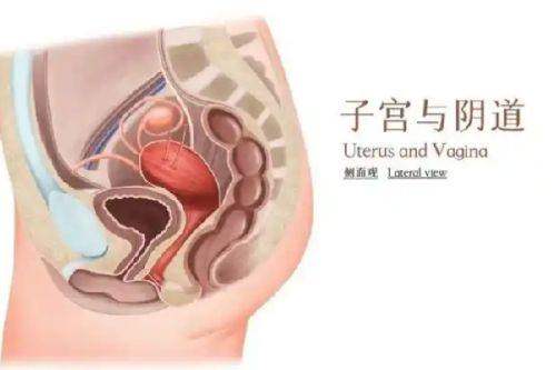 东莞紫芯医疗美容门诊部