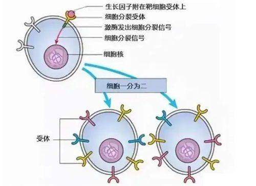 西安叶子医疗美容医院正规吗可靠吗？卫健委备案+设备溯源+术后跟踪三重保障