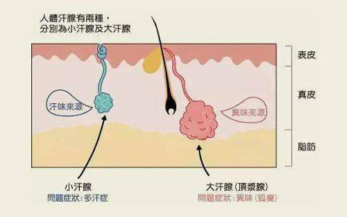 七、邯郸整形医院排名——圣美医疗美容