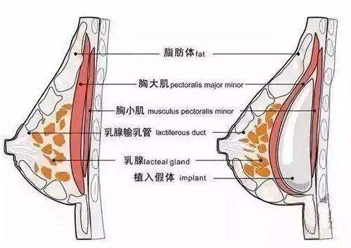 天津美莱医学美容医院特色项目：