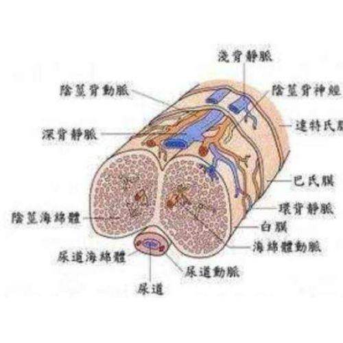 五、何照华医生磨骨技术解析与未来展望